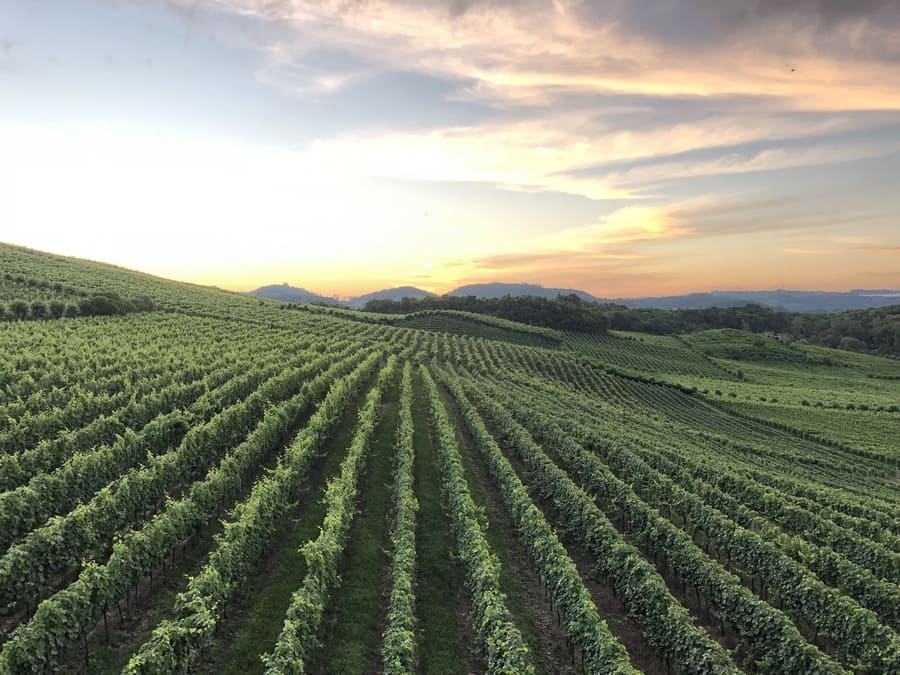 O Impacto do Terroir na Produção de Vinhos